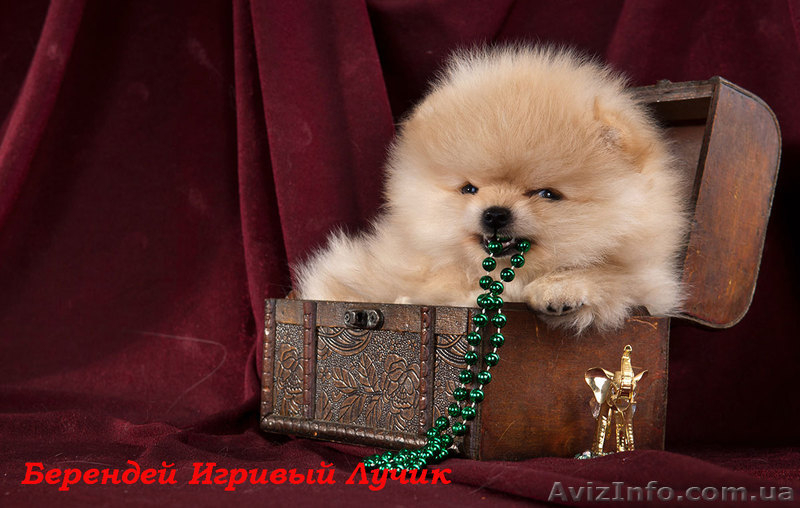 щенки померанского шпица, Тип ,,медвежонок,,Доставка по Украине - <ro>Изображение</ro><ru>Изображение</ru> #2, <ru>Объявление</ru> #437037