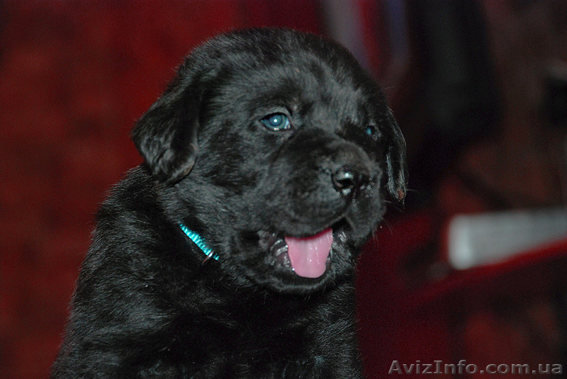 Щенки Лабрадора Salikasoul - <ro>Изображение</ro><ru>Изображение</ru> #4, <ru>Объявление</ru> #817413