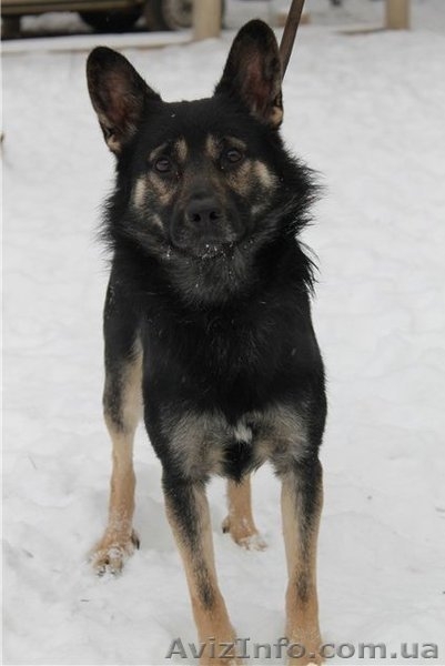 Душевный пес для душевных хозяев - <ro>Изображение</ro><ru>Изображение</ru> #3, <ru>Объявление</ru> #816417