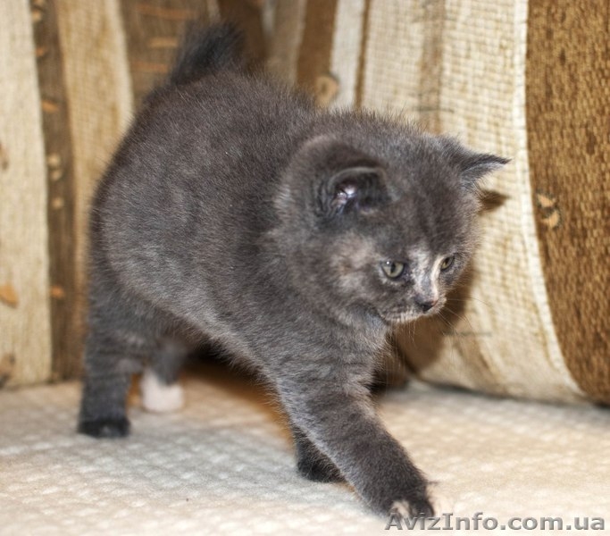 Шотландские котята (фолд и страйт) - <ro>Изображение</ro><ru>Изображение</ru> #2, <ru>Объявление</ru> #820025