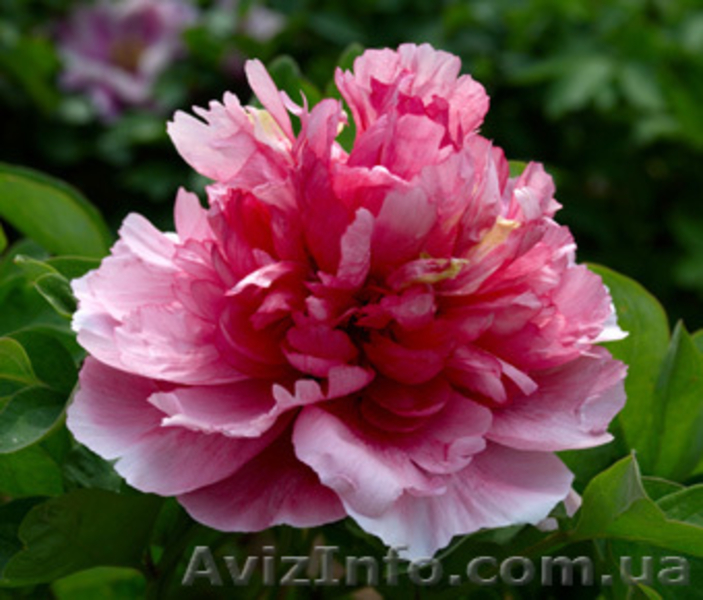 Древовидные пионы, травянистые пионы – более 70 сортов  - <ro>Изображение</ro><ru>Изображение</ru> #9, <ru>Объявление</ru> #816431