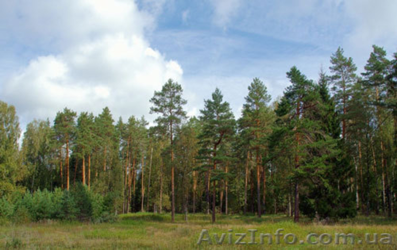 Земельные участки 7км от Киева - <ro>Изображение</ro><ru>Изображение</ru> #3, <ru>Объявление</ru> #824033