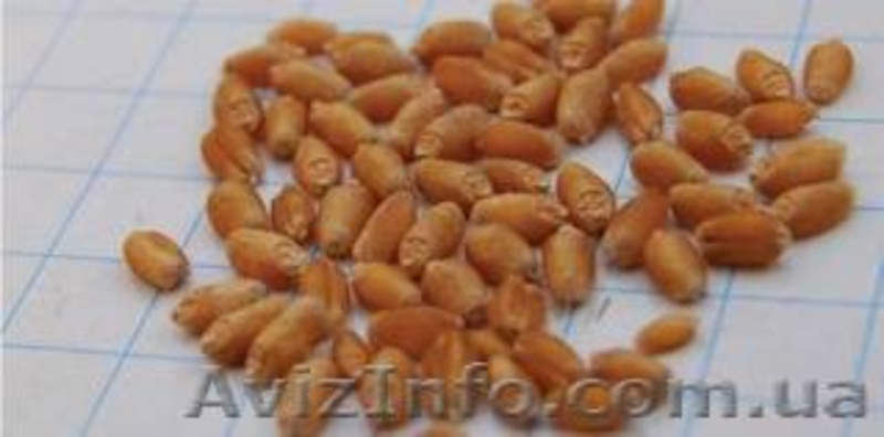 Гербициды, фунгициды, инсектициды - <ro>Изображение</ro><ru>Изображение</ru> #4, <ru>Объявление</ru> #828332