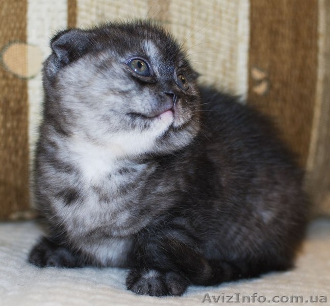 Шотландские котята (фолд и страйт) - <ro>Изображение</ro><ru>Изображение</ru> #3, <ru>Объявление</ru> #820025