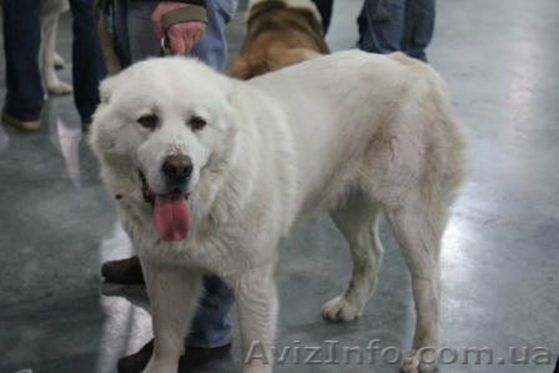 Предлагаю кабелей на вязку - <ro>Изображение</ro><ru>Изображение</ru> #1, <ru>Объявление</ru> #836770