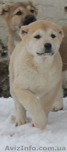 Продам очаровательных щенков кавказкой овчарки - <ro>Изображение</ro><ru>Изображение</ru> #2, <ru>Объявление</ru> #838269