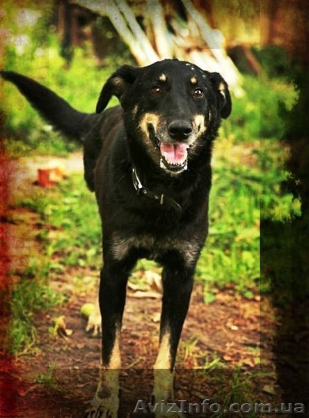 Особливий Друг шукає свою Сандру Баллок! - <ro>Изображение</ro><ru>Изображение</ru> #1, <ru>Объявление</ru> #842471