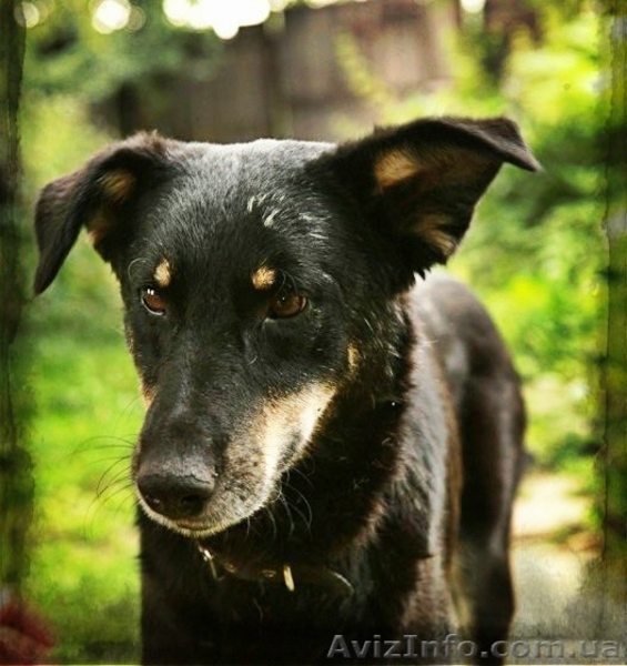 Особливий Друг шукає свою Сандру Баллок! - <ro>Изображение</ro><ru>Изображение</ru> #2, <ru>Объявление</ru> #842471