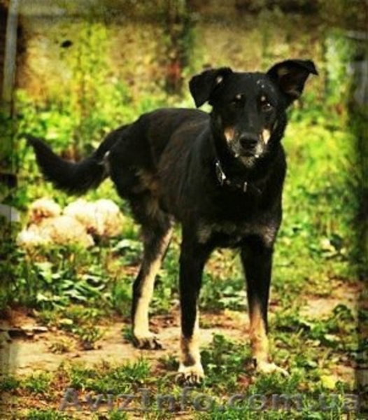 Особливий Друг шукає свою Сандру Баллок! - <ro>Изображение</ro><ru>Изображение</ru> #3, <ru>Объявление</ru> #842471