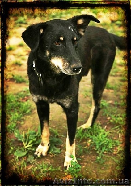 Особливий Друг шукає свою Сандру Баллок! - <ro>Изображение</ro><ru>Изображение</ru> #4, <ru>Объявление</ru> #842471