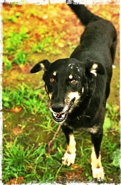 Особливий Друг шукає свою Сандру Баллок! - <ro>Изображение</ro><ru>Изображение</ru> #5, <ru>Объявление</ru> #842471