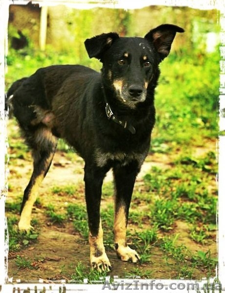 Особливий Друг шукає свою Сандру Баллок! - <ro>Изображение</ro><ru>Изображение</ru> #6, <ru>Объявление</ru> #842471