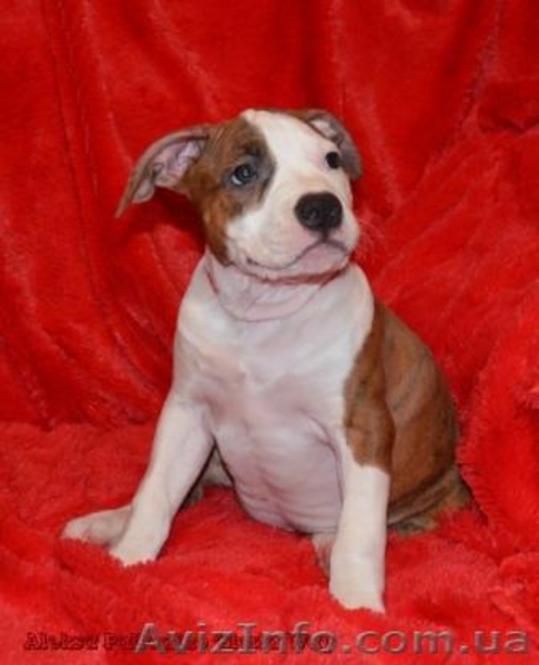 Щенки Девочки Стафики (FCI UKU)  - <ro>Изображение</ro><ru>Изображение</ru> #8, <ru>Объявление</ru> #798366