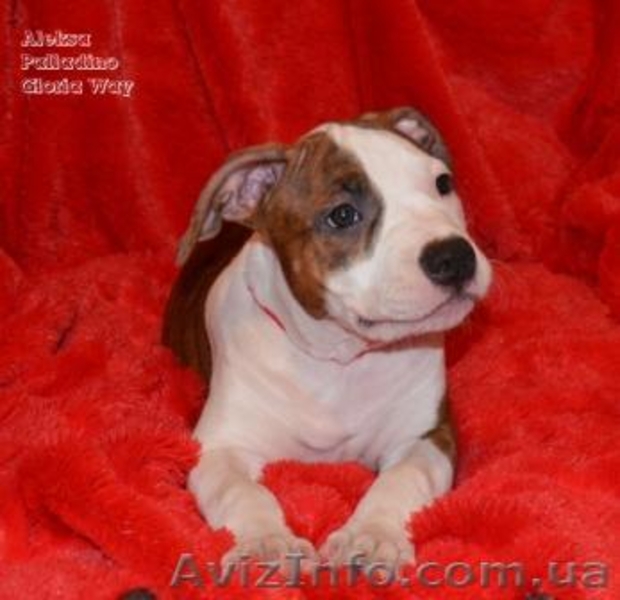 Щенки Девочки Стафики (FCI UKU)  - <ro>Изображение</ro><ru>Изображение</ru> #9, <ru>Объявление</ru> #798366