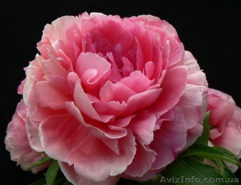 Продадим пионы Травянистые, Древовидные и ИТО гибриды - <ro>Изображение</ro><ru>Изображение</ru> #3, <ru>Объявление</ru> #841574