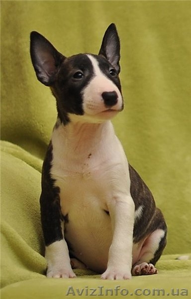 Миниатюрный  бультерьер - <ro>Изображение</ro><ru>Изображение</ru> #2, <ru>Объявление</ru> #835387