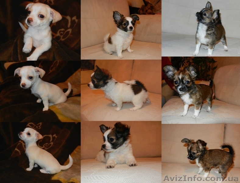 Красивые щенки чихуахуа - <ro>Изображение</ro><ru>Изображение</ru> #1, <ru>Объявление</ru> #836364