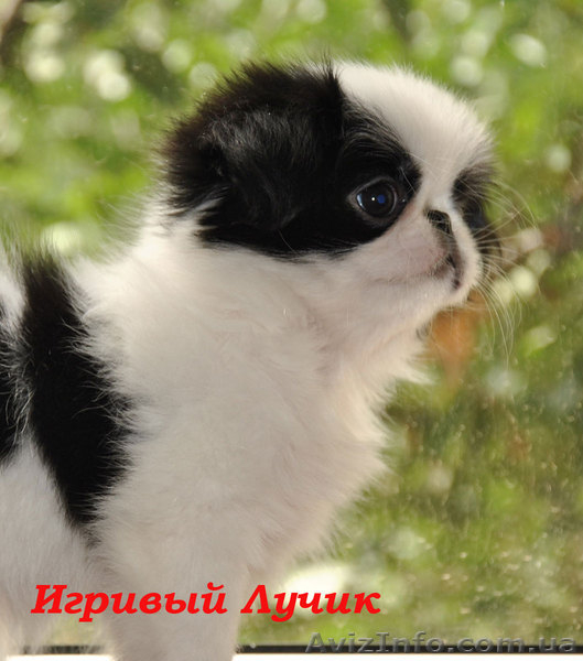 щенки японского хина - <ro>Изображение</ro><ru>Изображение</ru> #4, <ru>Объявление</ru> #322949