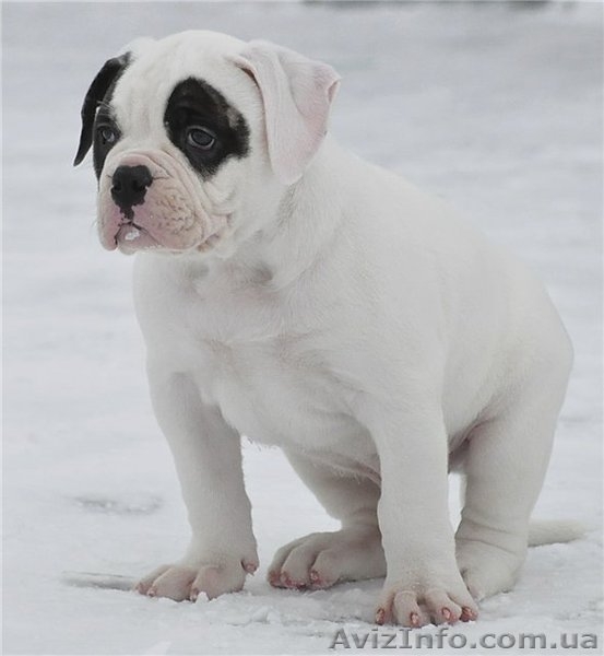 Настоящий американец - <ro>Изображение</ro><ru>Изображение</ru> #1, <ru>Объявление</ru> #835401