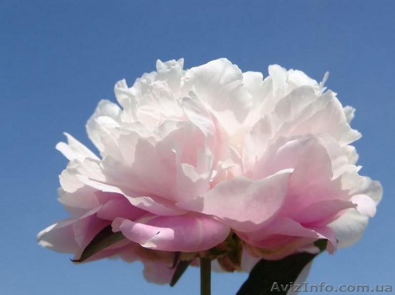 Продадим пионы Травянистые, Древовидные и ИТО гибриды - <ro>Изображение</ro><ru>Изображение</ru> #5, <ru>Объявление</ru> #841574