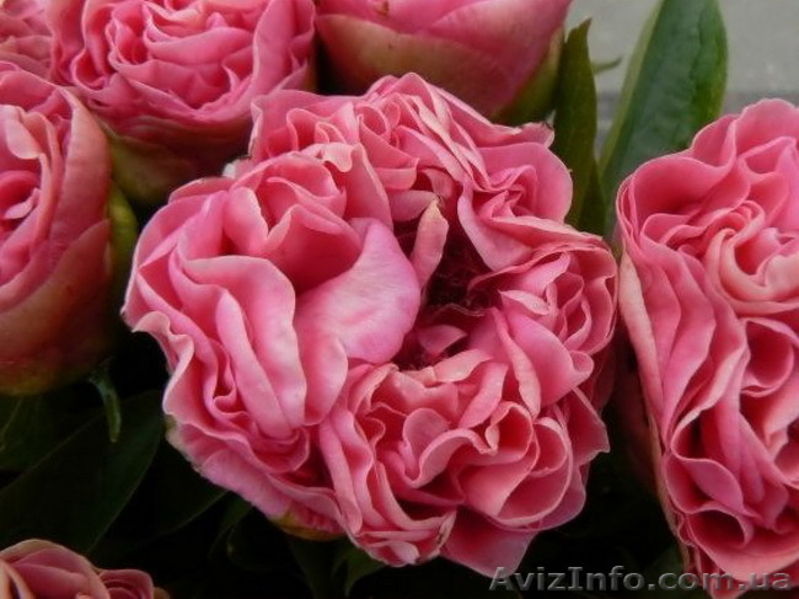 Продадим пионы Травянистые, Древовидные и ИТО гибриды - <ro>Изображение</ro><ru>Изображение</ru> #8, <ru>Объявление</ru> #841574