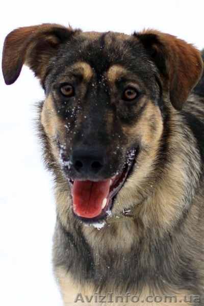 Отдам в хорошие руки собаку, метис немецкой овчарки, Айна, 12 мес. - <ro>Изображение</ro><ru>Изображение</ru> #2, <ru>Объявление</ru> #810251
