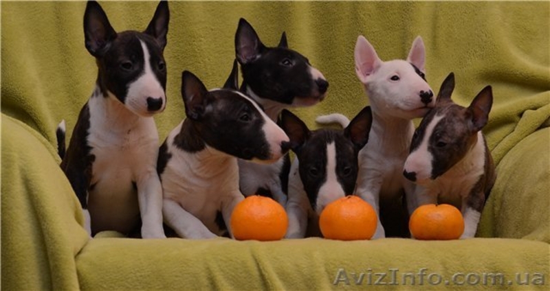 Миниатюрный  бультерьер - <ro>Изображение</ro><ru>Изображение</ru> #3, <ru>Объявление</ru> #835387