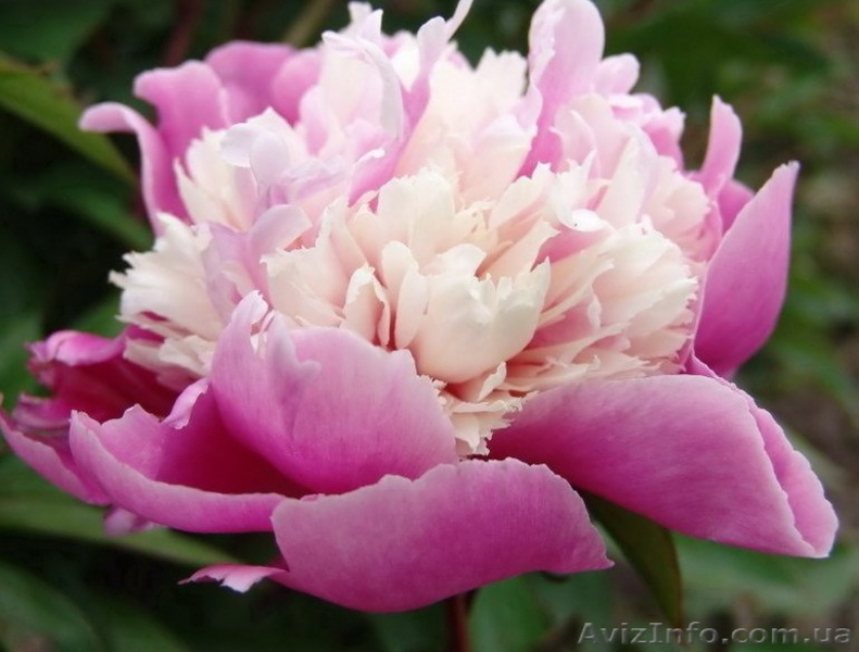 Продадим пионы Травянистые, Древовидные и ИТО гибриды - <ro>Изображение</ro><ru>Изображение</ru> #9, <ru>Объявление</ru> #841574