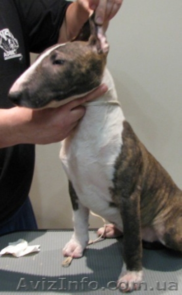 Предлагаются кпродаже щенки Миниатюрного Бультерьра.  - <ro>Изображение</ro><ru>Изображение</ru> #2, <ru>Объявление</ru> #798364