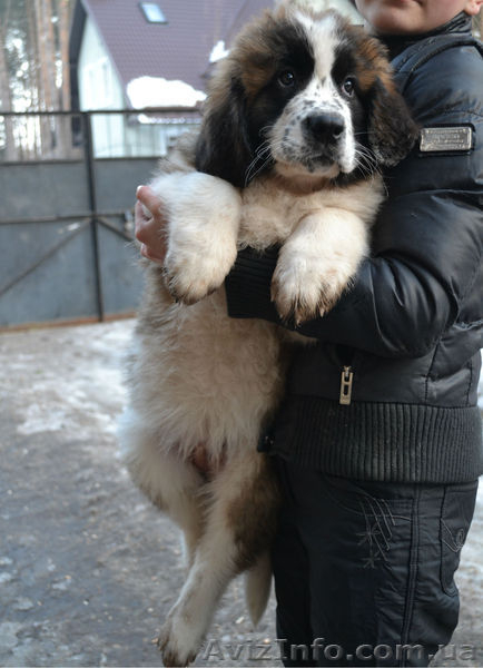 Щенки московской сторожевой! - <ro>Изображение</ro><ru>Изображение</ru> #2, <ru>Объявление</ru> #849663