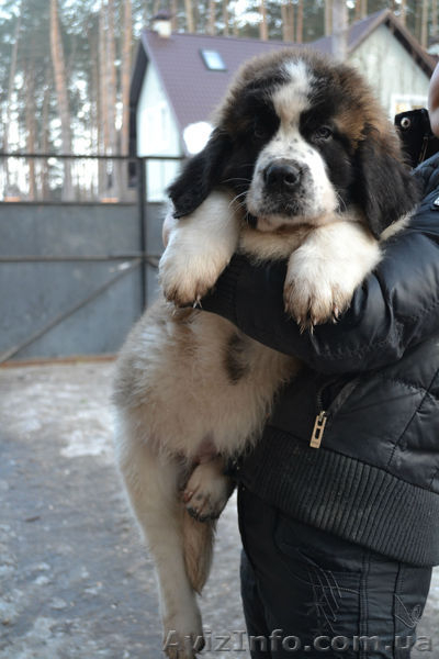 Щенки московской сторожевой! - <ro>Изображение</ro><ru>Изображение</ru> #3, <ru>Объявление</ru> #849663