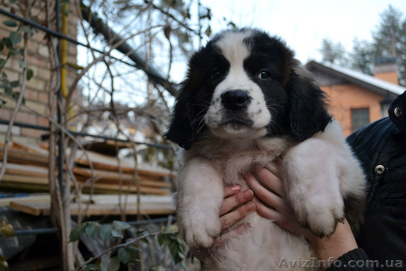 Щенки московской сторожевой! - <ro>Изображение</ro><ru>Изображение</ru> #10, <ru>Объявление</ru> #849663