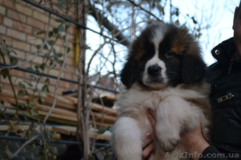 Щенки московской сторожевой! - <ro>Изображение</ro><ru>Изображение</ru> #9, <ru>Объявление</ru> #849663
