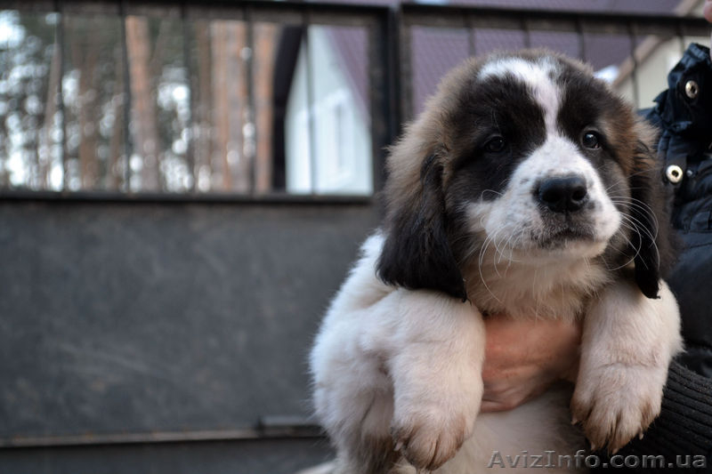 Щенки московской сторожевой! - <ro>Изображение</ro><ru>Изображение</ru> #7, <ru>Объявление</ru> #849663