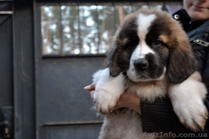 Щенки московской сторожевой! - <ro>Изображение</ro><ru>Изображение</ru> #6, <ru>Объявление</ru> #849663