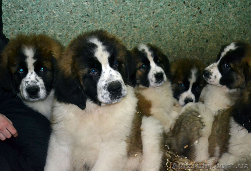 Щенки московской сторожевой! - <ro>Изображение</ro><ru>Изображение</ru> #1, <ru>Объявление</ru> #849663