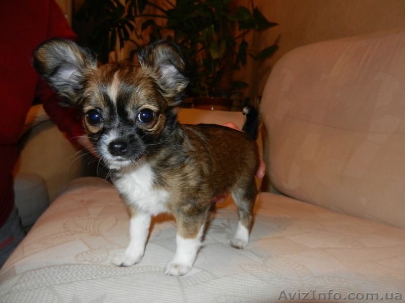 Красивые щенки чихуахуа - <ro>Изображение</ro><ru>Изображение</ru> #2, <ru>Объявление</ru> #836364