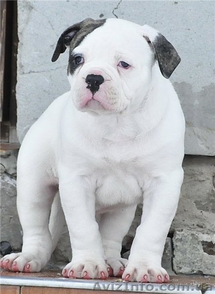 Настоящий американец - <ro>Изображение</ro><ru>Изображение</ru> #3, <ru>Объявление</ru> #835401