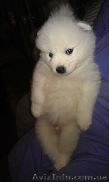 Белоснежные щенки самоеда - <ro>Изображение</ro><ru>Изображение</ru> #3, <ru>Объявление</ru> #836463