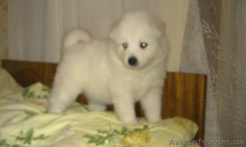 Белоснежные щенки самоеда - <ro>Изображение</ro><ru>Изображение</ru> #1, <ru>Объявление</ru> #836463