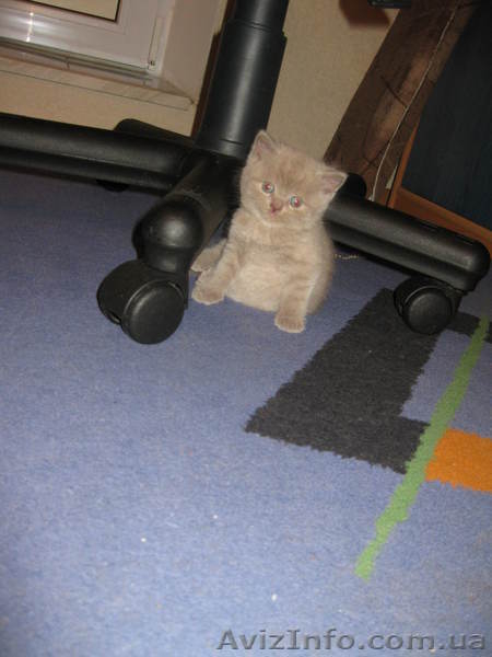 шотландские,лиловые котята с плюшевой шубкой - <ro>Изображение</ro><ru>Изображение</ru> #2, <ru>Объявление</ru> #834807