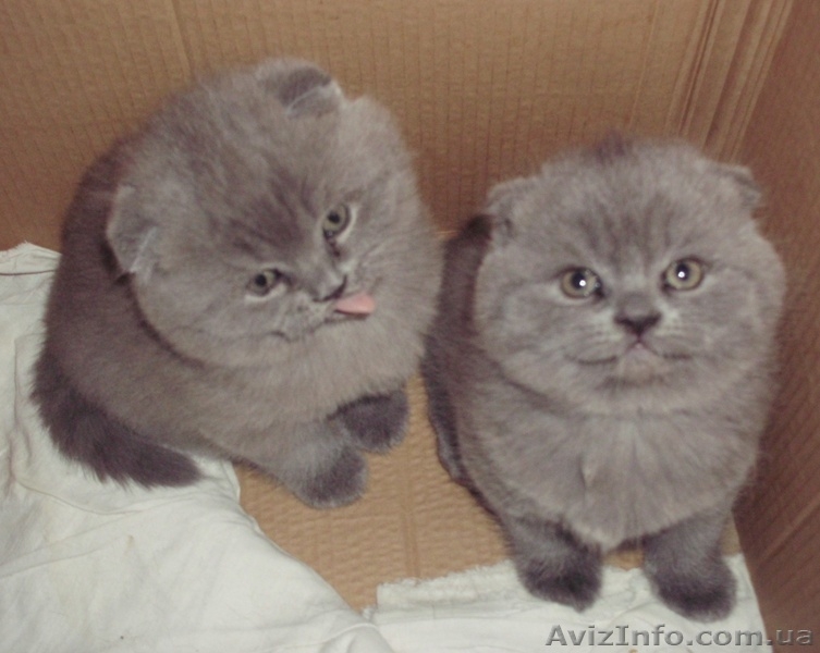 шотландские вислоушки и прямоушки - <ro>Изображение</ro><ru>Изображение</ru> #1, <ru>Объявление</ru> #837092