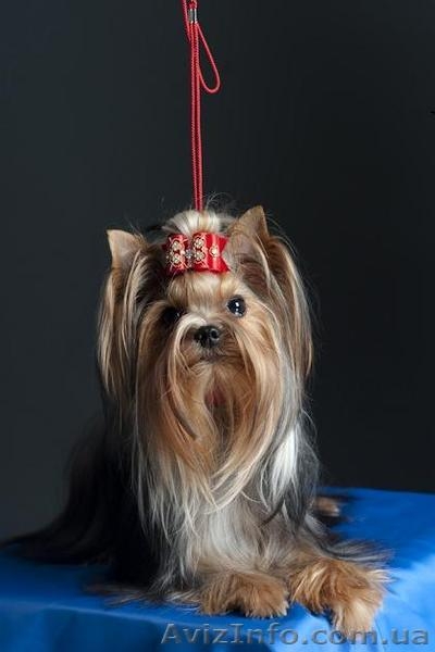 щенки йорка мальчик и девочка. - <ro>Изображение</ro><ru>Изображение</ru> #1, <ru>Объявление</ru> #850941