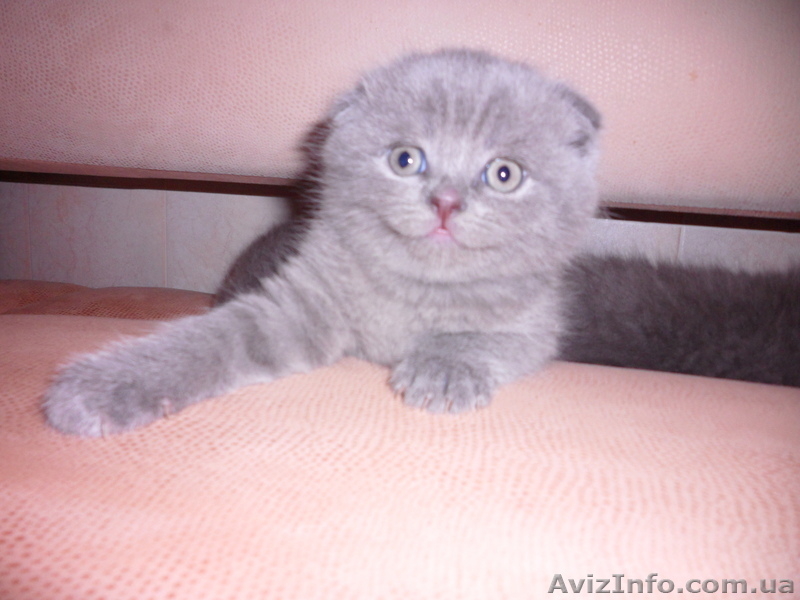 Вислоушки. - <ro>Изображение</ro><ru>Изображение</ru> #2, <ru>Объявление</ru> #553725