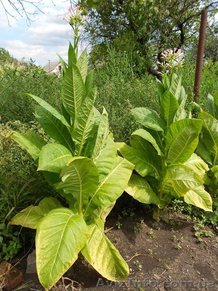 Семена сортового курительного табака - <ro>Изображение</ro><ru>Изображение</ru> #1, <ru>Объявление</ru> #844178