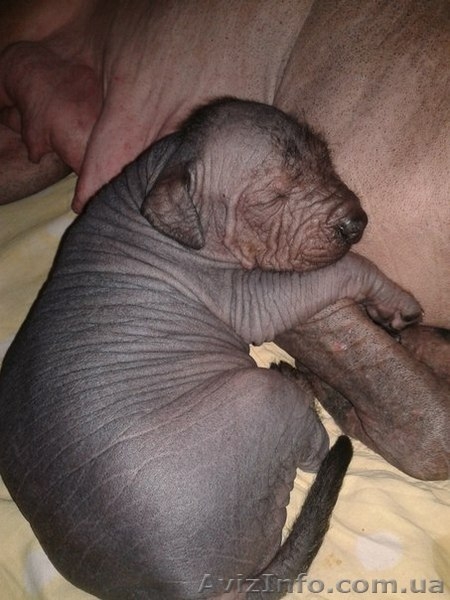 щенки Ксолоитцкуинтли Мексиканская голая - <ro>Изображение</ro><ru>Изображение</ru> #2, <ru>Объявление</ru> #841908