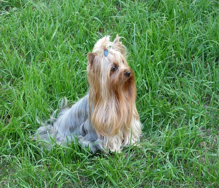 щенки йорка мальчик и девочка. - <ro>Изображение</ro><ru>Изображение</ru> #2, <ru>Объявление</ru> #850941