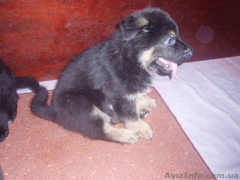 Щенки черной немецкой овчарки - <ro>Изображение</ro><ru>Изображение</ru> #5, <ru>Объявление</ru> #837804