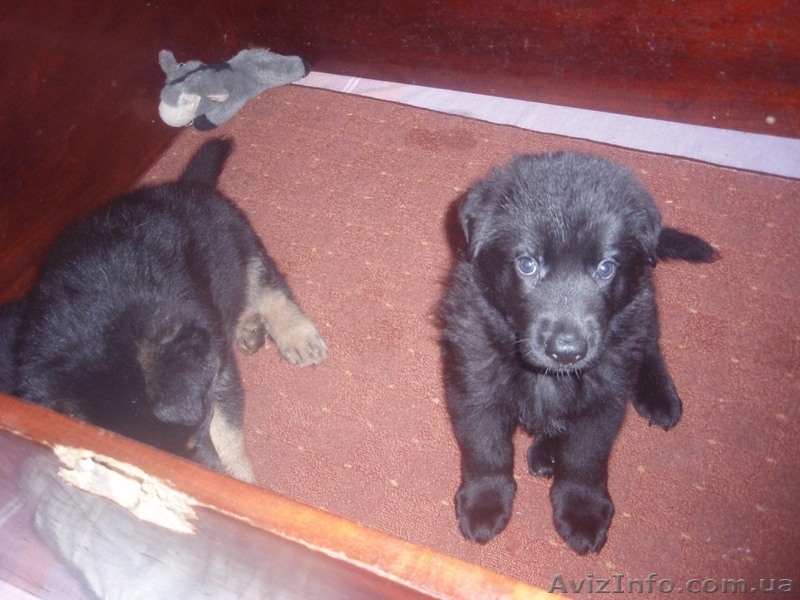Щенки черной немецкой овчарки - <ro>Изображение</ro><ru>Изображение</ru> #6, <ru>Объявление</ru> #837804