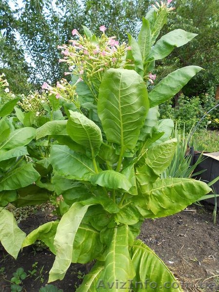 Семена сортового курительного табака - <ro>Изображение</ro><ru>Изображение</ru> #2, <ru>Объявление</ru> #844178